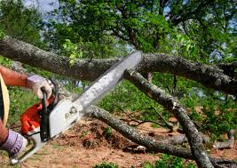 Best Tree Risk Assessment  in Alexandria, IN